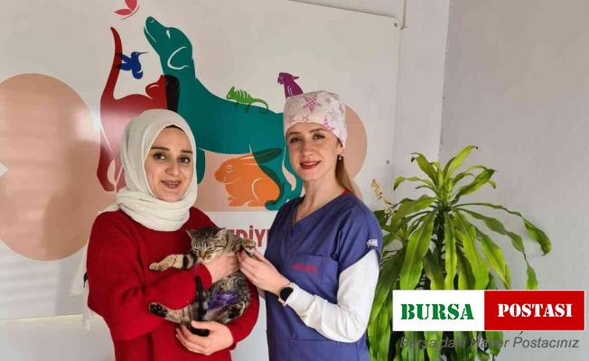 Tedavisi tamamlanan sokak hayvanları sıcak yuvalarına kavuşuyor