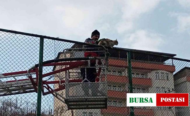 Tel örgülerde mahsur kalan kedi için seferberlik