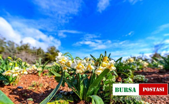 Toroslar’ın etekleri nesgis kokuyor
