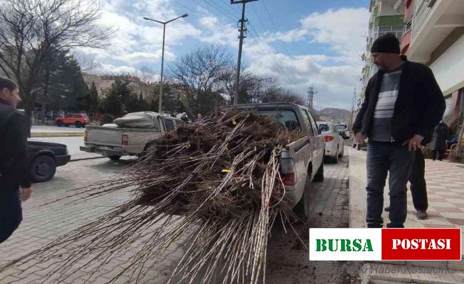 Tosya’da çiftçiye yüzde 50 hibeli fidan dağıtıldı