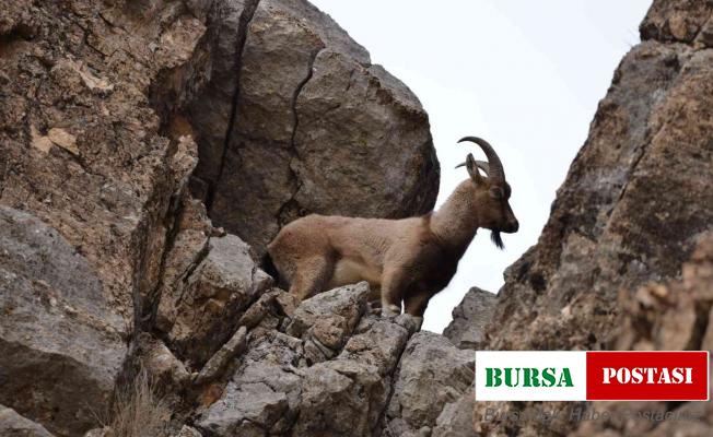 Tunceli’de koruma altında bulunan yaban keçileri görüntülendi