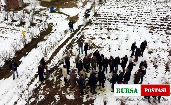 Türkiye’deki yaban mersininin üçte biri Bursa’da üretiliyor