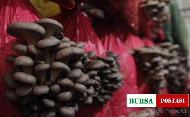 Türkiye’nin ilk yerli ve milli mantar çeşitleri Yaprak77 ve Soylu77 tescillendi