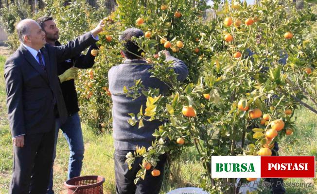 Turunçgilde sezonu uzatacak mandalina çeşidi geliştirildi, hasat başladı