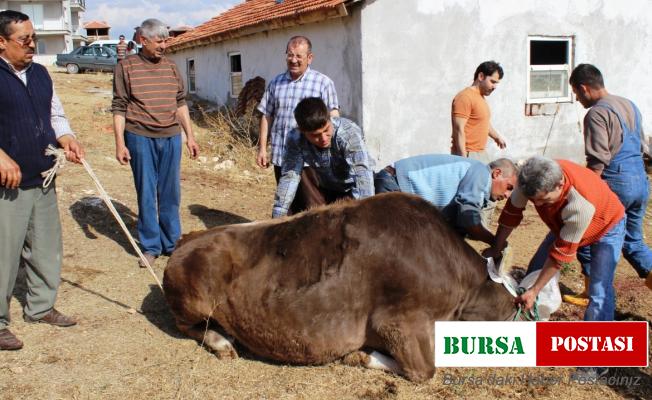 Uşak’ta gebe veya damızlık hayvan kesimi yasaklandı