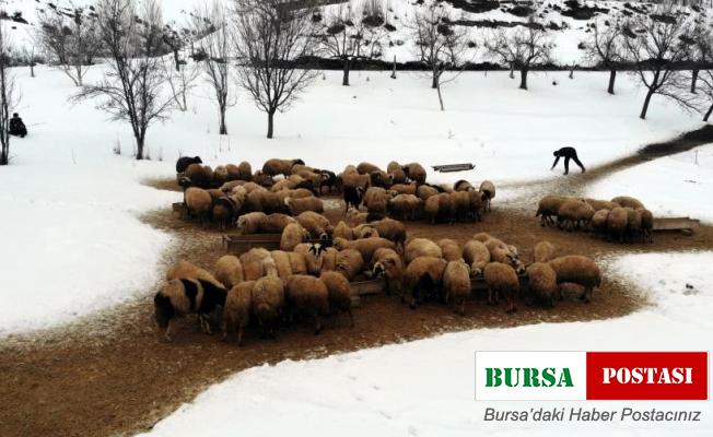 Uzayan kış günlerinde besicilerin zorlu kuzu mesaisi sürüyor