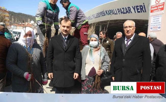 Vatandaşlara 9 bin adet aşılı ceviz fidanı dağıtıldı