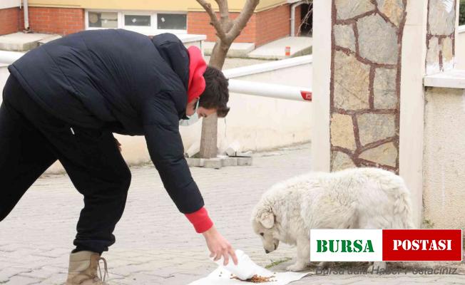 Vicdansızlar bunu da yaptı: Sokak hayvanlarının mama kaplarını çaldılar