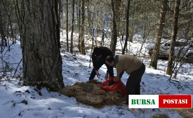Yaban hayvanlar beslendi