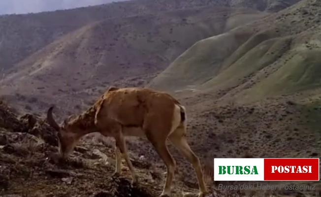 Yaban hayvanlarının görüntüsü sosyal medyada büyük ilgi gördü