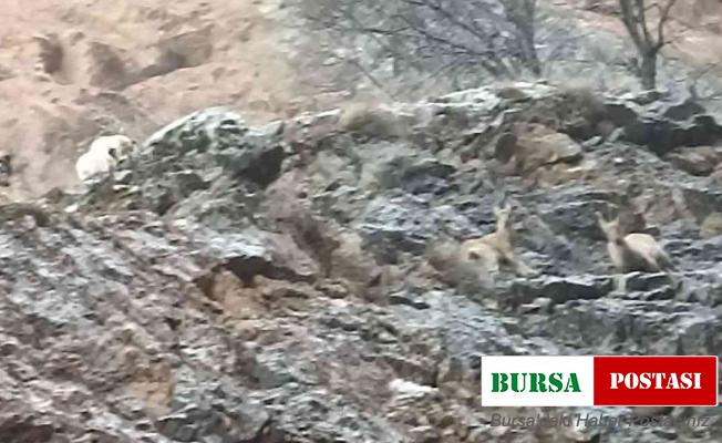 Yaban keçileri sokak köpeklerinin hedefi oldu