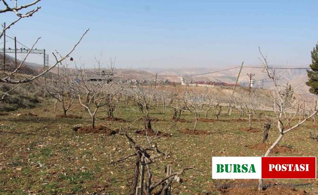 Yağışlar çiftçinin yüzünü güldürdü, rekoltede artış bekleniyor