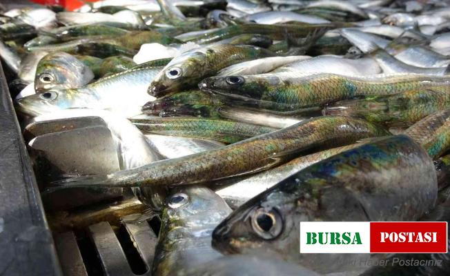 Yağıyla mangal söndüren balık tirsi