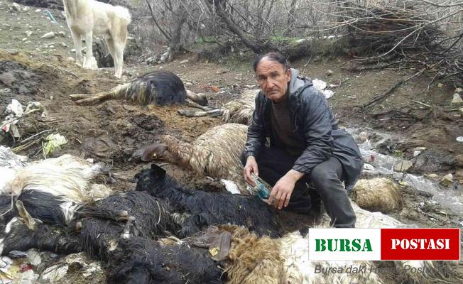 Yaklaşık 40 hayvanı telef olan besici yardım istedi