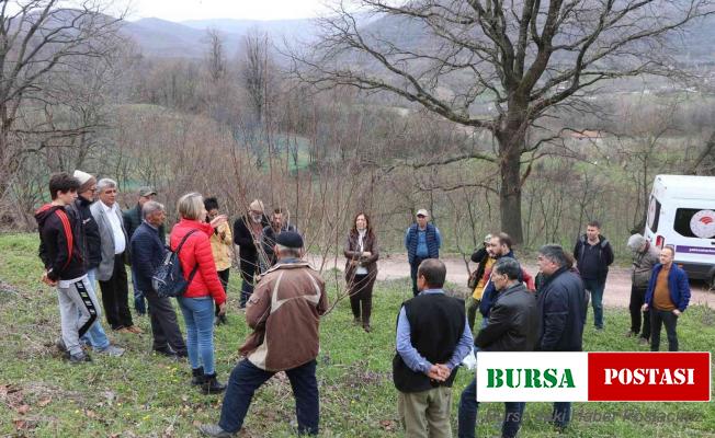Yalova’da çiftçilere Trabzon hurması budama eğitimi