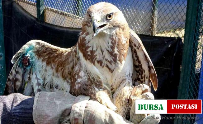 Yaralı halde bulunan kızıl şahin tedavi altına alındı