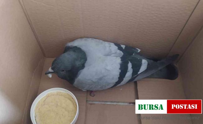 Yaralı kuşa sahip çıktı