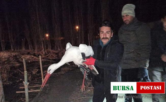 Yaralı olarak bulunan leylek tedavi altına alındı