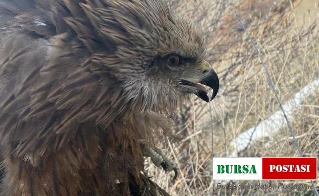 Yaralı şahin tedavi edilerek doğaya salındı