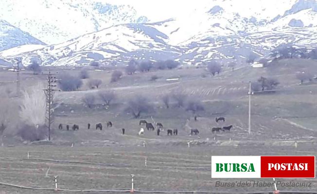 Yem bulmakta zorlanan yılkı atları ovaya indi