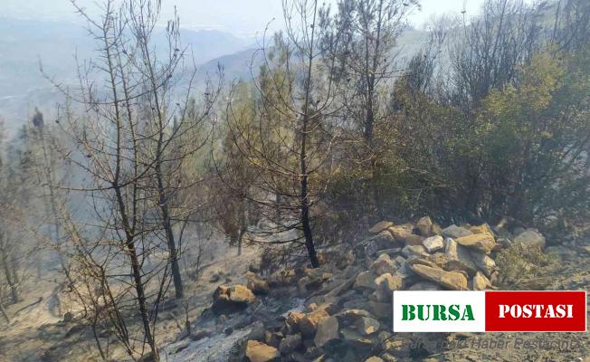 Yemek pişirmek isterken 80 dönümlük araziyi yaktığı iddia edilen şahıs tutuklandı