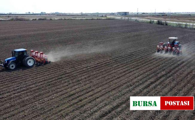 Yerli mısır Çukurova’da yeniden toprakla buluştu