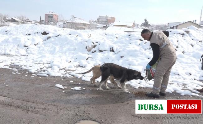 Yeşilyurt’ta karda sokak hayvanları unutulmadı