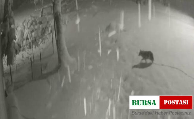 Yiyecek bulamayan kurtlar kent merkezine indi