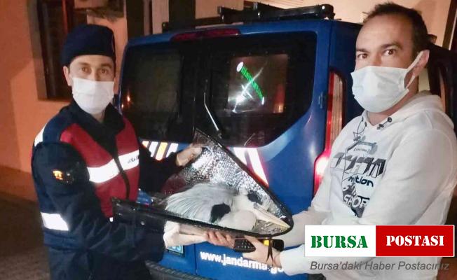 Yorgun düşen pelikanı Jandarma kurtardı