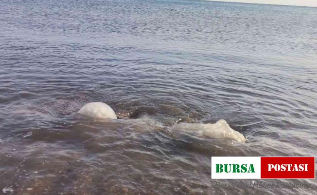 Yüzlerce denizanası kıyıya vurdu, profesör uyardı: “Yakınına yaklaşmayın ve dokunmayın”