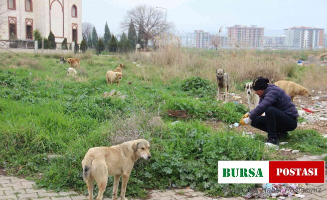 Zeybek mahallesinin en büyük sorunu sokak köpekleri oldu